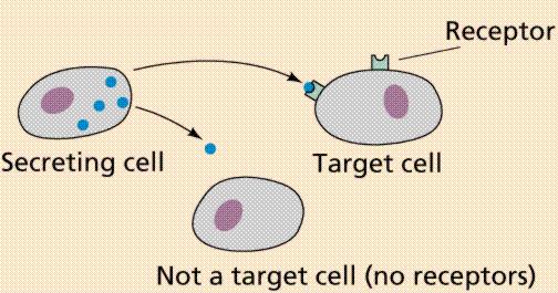 TARGET CELLS = cells equipped