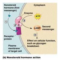 Steroid hormone (inside cell)