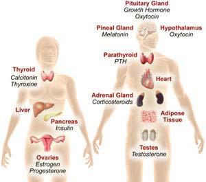 Endocrine System *The endocrine system consists