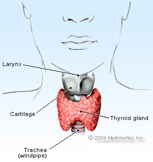 Thyroid Gland Butterfly-shaped gland found below larynx Controls the rate at which glucose is
