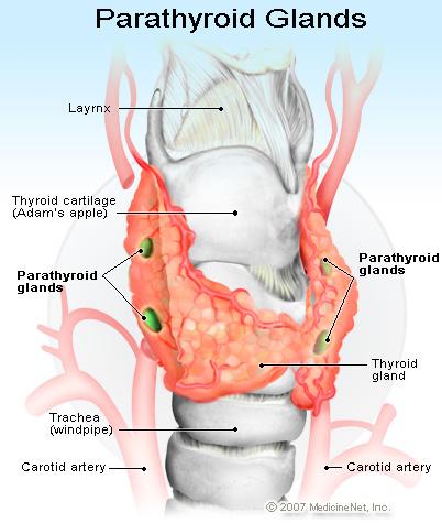 Parathyroid Gland Located on the posterior surface of