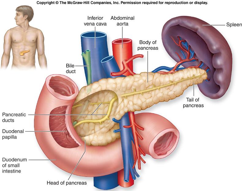 Pancreas Aids in the digestion of
