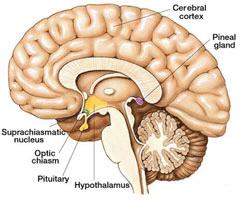 Pineal Gland Hangs from roof of third ventricle in the brain Endocrine function is a bit of mystery Receives input from the eyes;