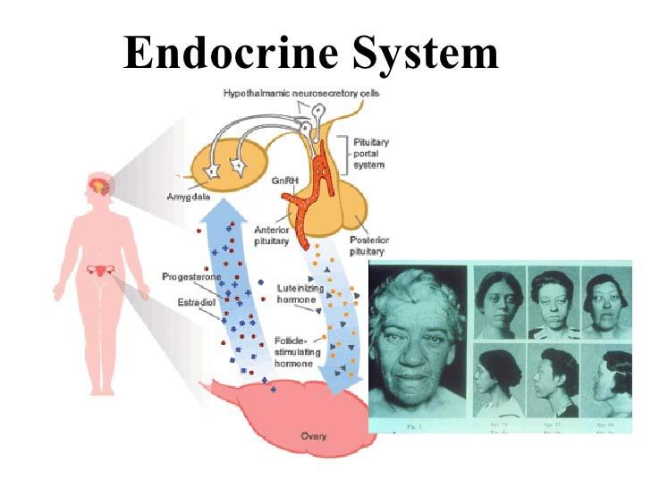 ENDOCRINE SYSTEM Endocrine = internal secretions Derives its name from the fact that various glands
