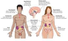 The endocrine system works in parallel with the nervous system to control growth and maturation along with homeostasis.