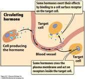 HORMONES Hormones are chemicals that circulate throughout the blood and control organs and tissues in the body.