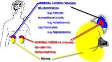 ADRENAL GLANDS Humans have two adrenal glands which are located on top of each kidney.