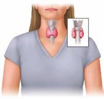 Thyroid and Parathyroid Glands The thyroid gland is located at the base of the neck and wraps around the upper part of the trachea.