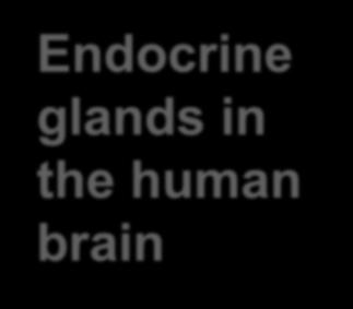 gland Endocrine glands in the human brain