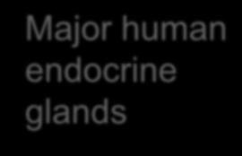 Major human endocrine glands Organs containing endocrine cells: