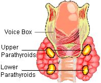 Parathyroid glands Parathyroid hormone (PTH stimulates the activity of osteoclasts, thus