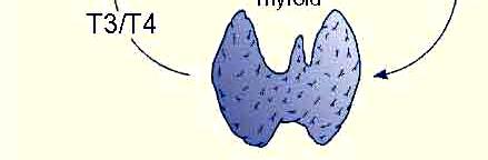 THS stimulates the thyroid gland to produce thyroxine. Thyroxine is a molecule that contains four atoms of iodine.