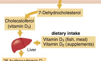 Calcitonin & PTH Feedback Loop See Page 434 Vitamin D is a steroid hormone which