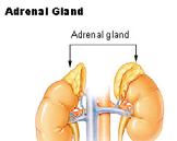 13.3 The Adrenal Glands and Stress Humans have two adrenal glands which are located on top of each kidney.