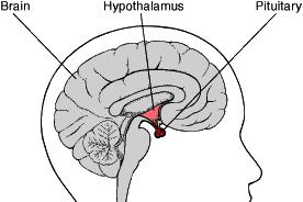 The Pituitary Gland The hypothalamus is connected to the pituitary gland by a network of blood vessels called a portal system.