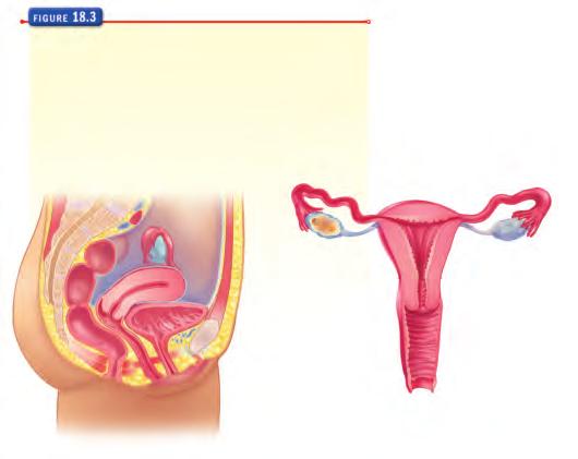Female Reproductive Organs Figure 18.3 shows the structures of the female reproductive system. Notice the tube that lies next to each ovary.