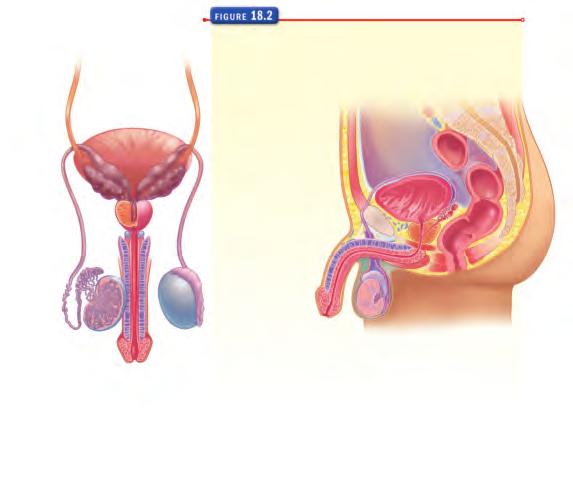 Internal Male Reproductive Organs Although sperm are produced in the testes, which are suspended outside the body, they must travel through several structures inside the body before they are released.