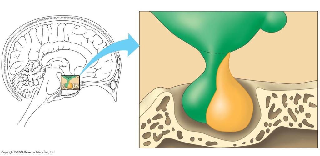 Brain Hypothalamus Posterior