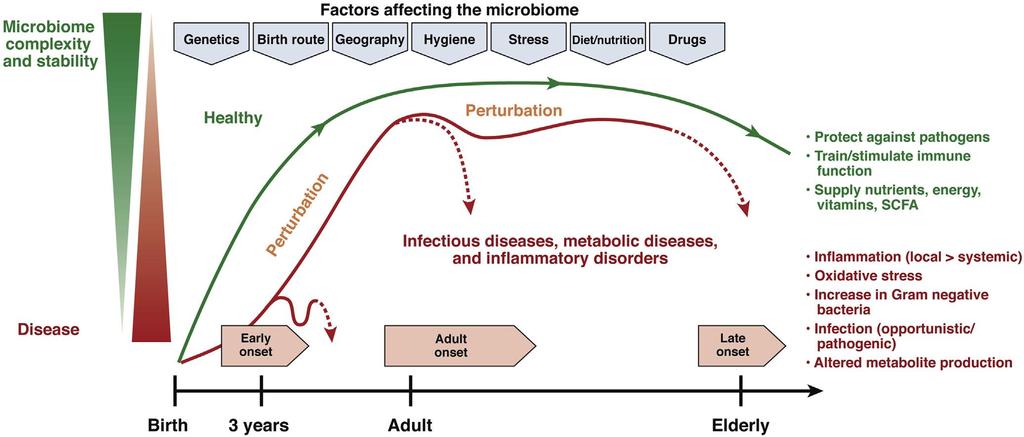 Factors affecting stability and complexity of gut microbiome in