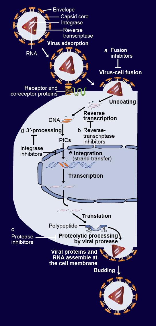 HIV Replication Cycle and Drug Targets a. Entry inhibitors b. Reverse transcriptase inhibitors c.