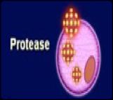 Protease Inhibitors ( PIs ) Protease Inhibitors (PIs): Interfere with HIV's protease enzyme There are many approved PIs: Aptivus (tipranavir) Crixivan (indinavir)