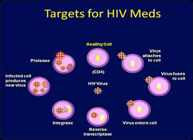 The HIV Lifecycle The steps HIV goes through to complete the reproduction process