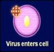 Entry and Integrase Inhibitors Entry Inhibitors: Stop (inhibit) HIV from entering a CD4 cell There are 2