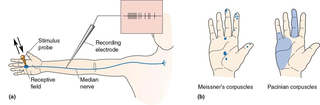 Somatosensation Mechanoreceptors that respond to touch/pressure on the surface of the body.