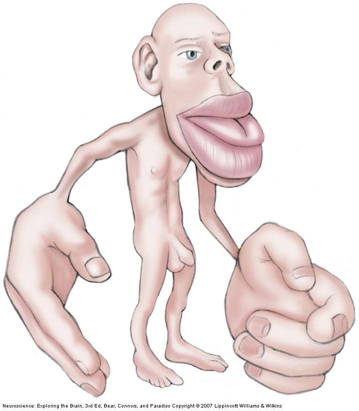 Cortical Somatotopy Homunculus Importance of mouth Tactile sensations: Important for speech Lips and tongue: Last line of defense How to make