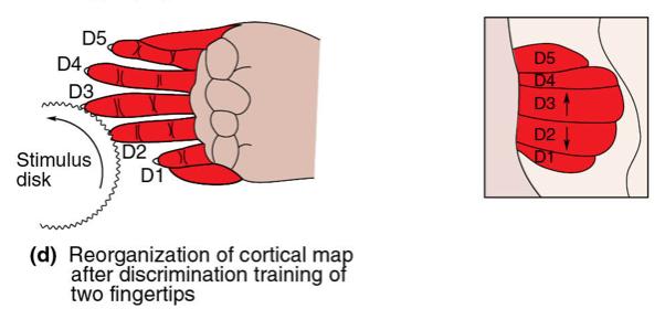 Somatotopic Map Plasticity Remove digits or overstimulate examine somatotopy before and after Maps are dynamic.