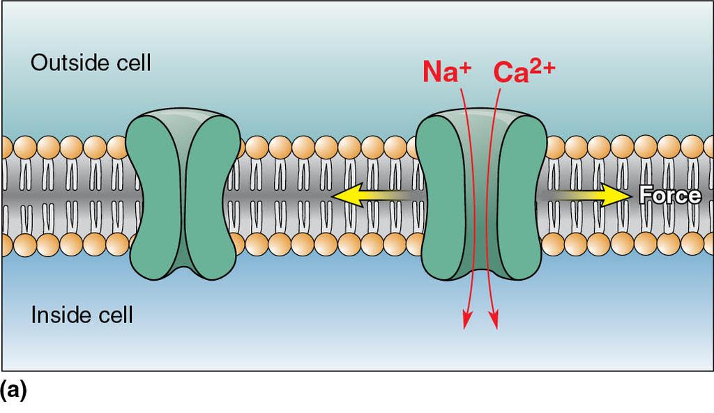 Firing Rate: response to pressure Mechanosensitive Ion Channels Mechanoreceptors have unmyelinated axon terminals. Mechanosensitive ion channels convert mechanical force into change of ionic current.