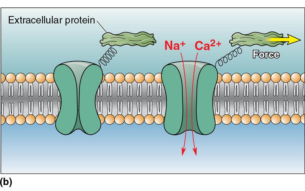 Some Ion Channels Open