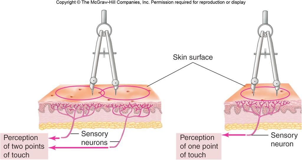Receptive Field of a Somatosensory Neuron