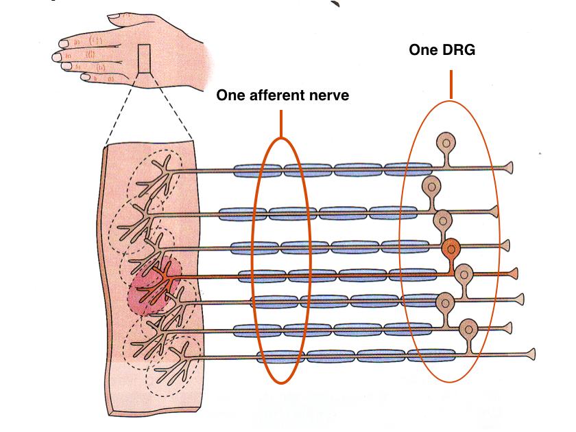Somatosensory Nerves Each somatosensory neuron has a single small receptive field (the area of the skin where it innervates mechanoreceptors).