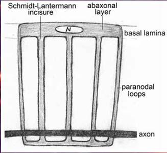 of the plasmalemma of adjacent Schwann