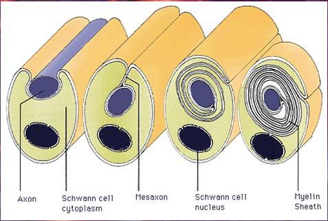 The Four Stages of Myelination Contact Radial sorting &