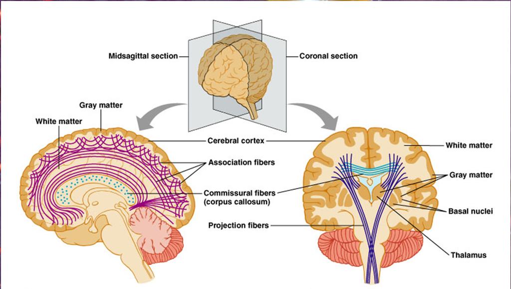 White matter in the brain 13 The optic nerve The olfactory nerves (CN I) and the optic nerves (CN II) do not originate