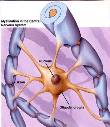 Each axon may have several myelin units derived from the same oligodendrocyte Several oligodendrocytes usually contribute to myelin units around a