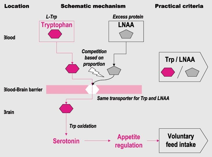 Info.3 Tryptophan impact on feed intake fig. 5 Schematic view of tryptophan conversion into serotonin.