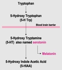 One of the two oxidation pathways of tryptophan leads in the brain to serotonin production by the serotoninergic nerves (figure 5).