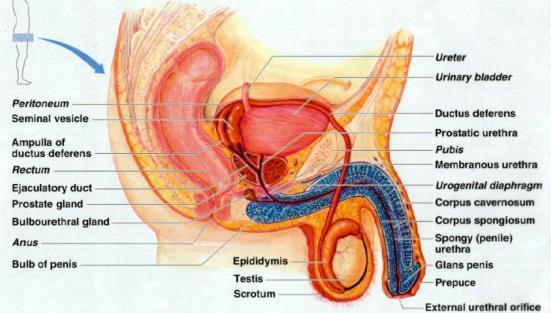 Penis External genitalia designed to deliver semen into the female