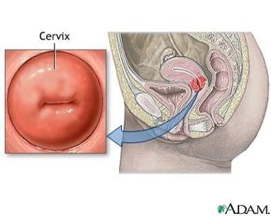 Cervix: muscular ring, separates vagina from uterus