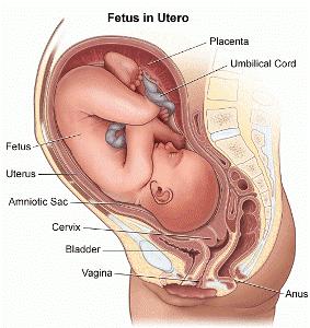 Development of the Fetus o Blastocysts embryo and some of the cells form a placenta, linking embryo with the uterus lining o After 8 weeks, the embryo fetus o Placenta provide nutrients and oxygen to