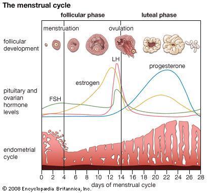 Menstrual Cycle o Recurring process in which the lining of the uterus is prepared for pregnancy, and if pregnancy does not happen, the lining is shed at menstruation Secreted by Function FSH