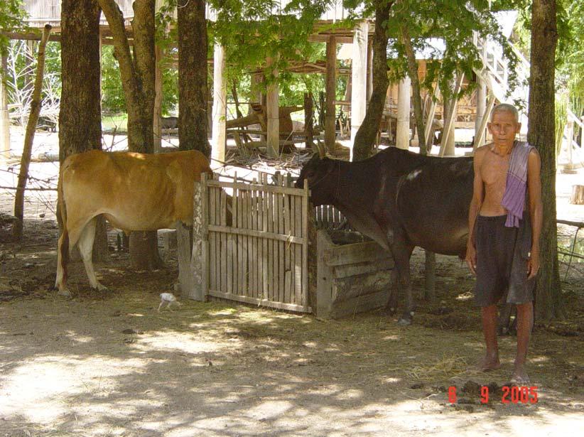 Cambodia Australia Agricultural Extension Project Foot and Mouth Disease