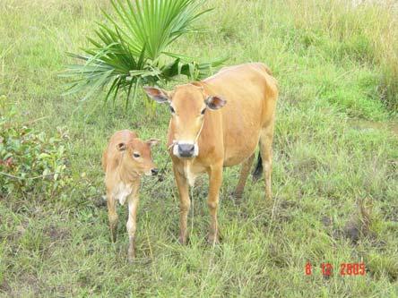 Foot and Mouth Disease can cause the death of young calves when the virus attacks the muscle of the calf s heart.