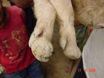 However the animal can be treated to reduce the affects of the disease.