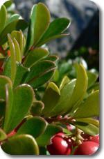 Uva Ursi Extract The leaves of this small shrub have been used as an herbal folk medicine for centuries as a mild diuretic and astringent.