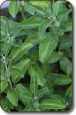 Ashwagandha Extract Ashwagandha has been used in India for centuries to enhance the body's resistive functions during high-stress situations.
