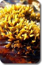 Iodine from Irish Moss Irish Moss, or Carrageen Moss, is a sea vegetable with about 10 percent protein and contains many ionic minerals.